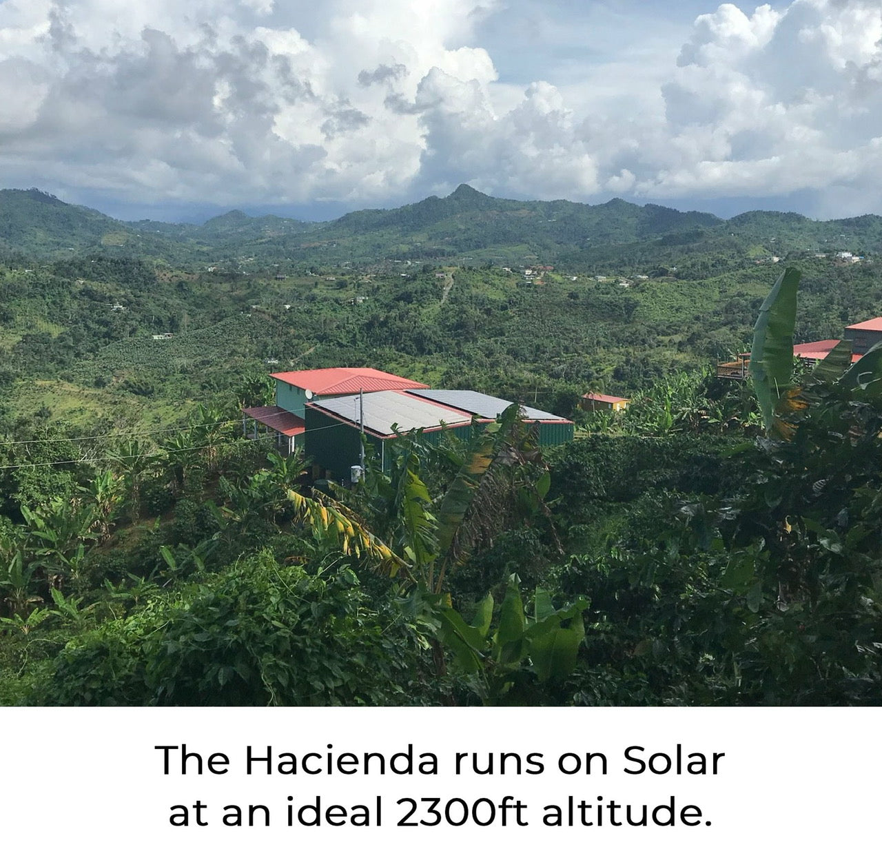 Cohffee farm in Puerto Rico 